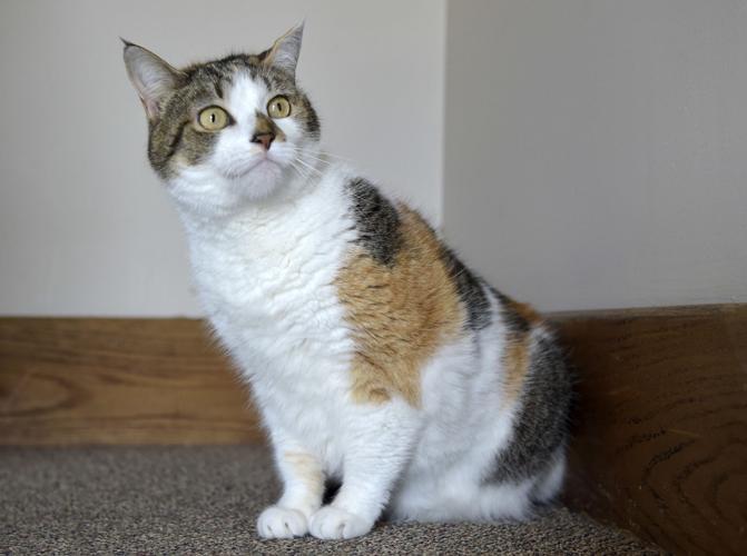 Pet of the week Adopt Max, a 3yearold shorthaired calico cat