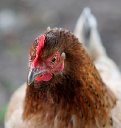 Backyard Chicken The Best Pet Ever Lifestyle Lancasteronline Com