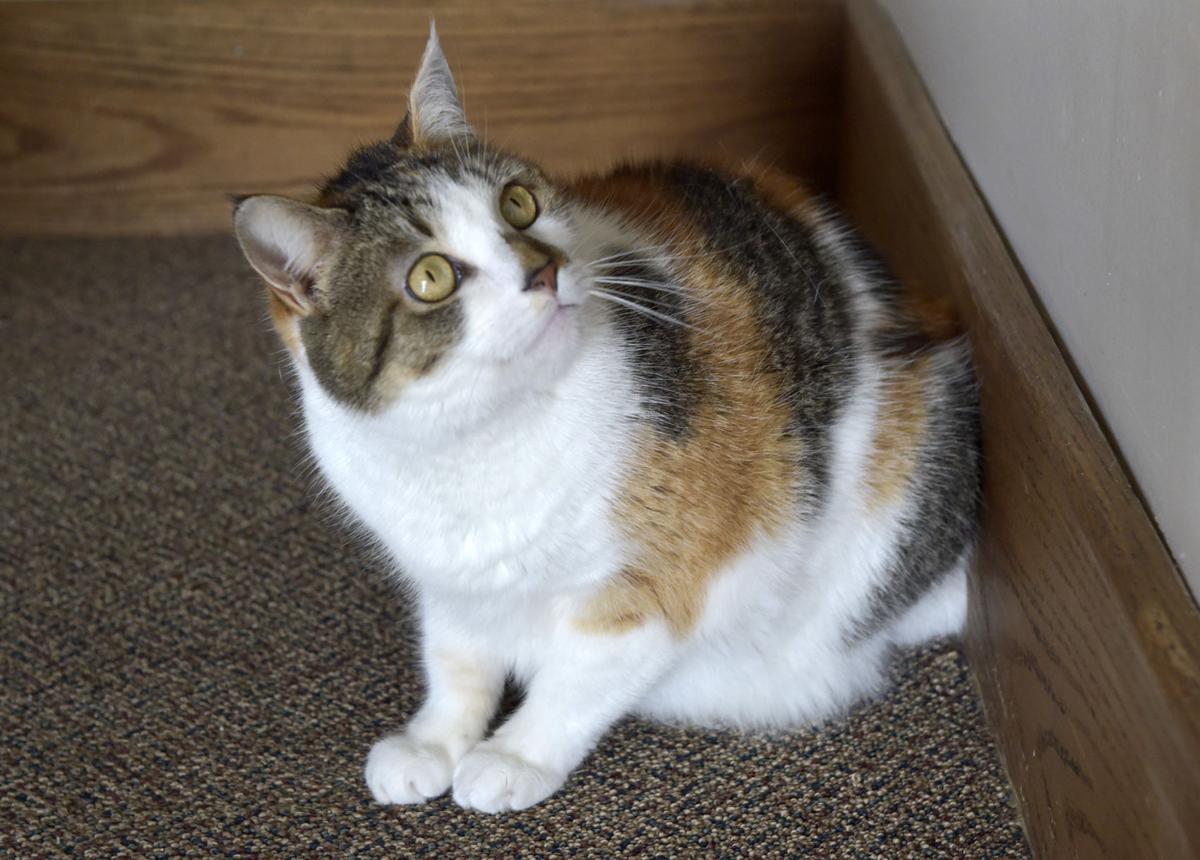 Pet Of The Week Adopt Max A 3 Year Old Short Haired Calico Cat