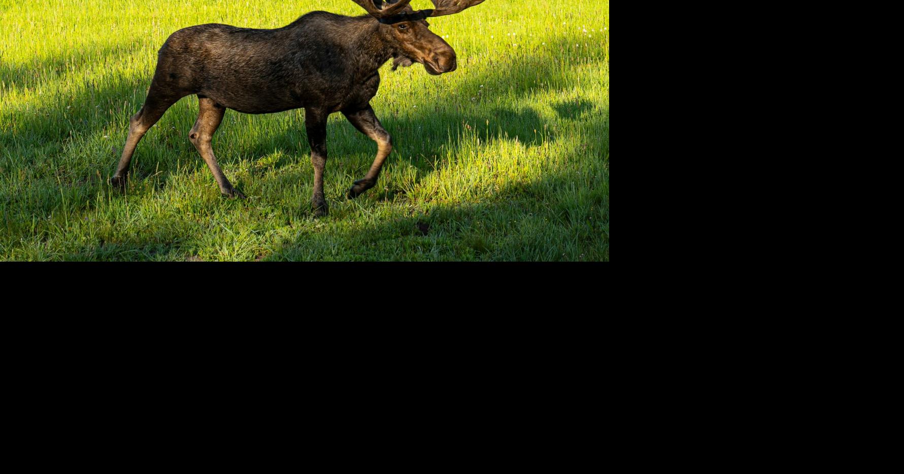 Minnesota cousins got into scrape with the law over dead moose [I Know a Story column]