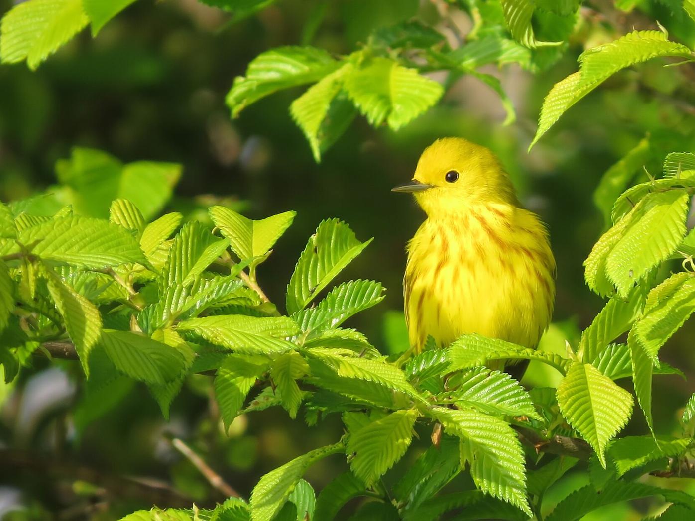 Givens yellow warbler.png