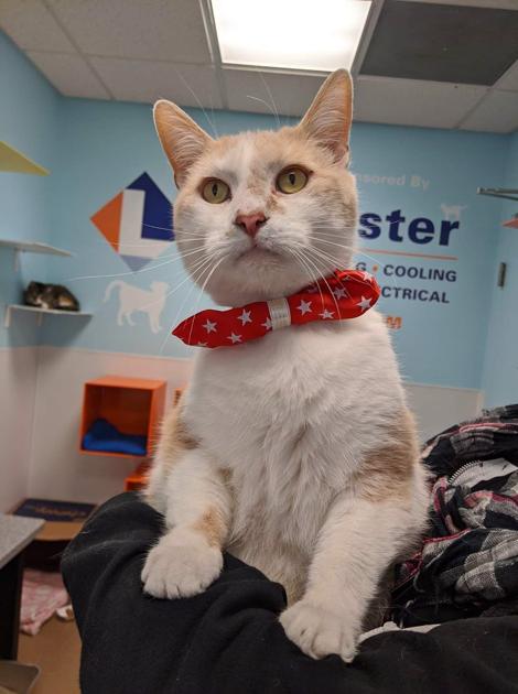 Salisbury Elementary Student Made Bow Ties For Humane League