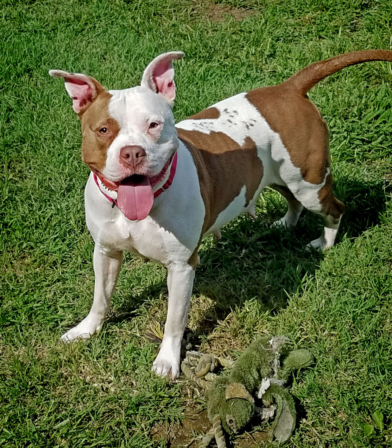 spca pet of the week