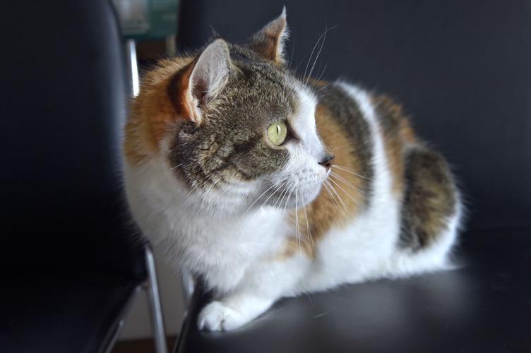 Pet of the week Adopt Max, a 3yearold shorthaired calico cat