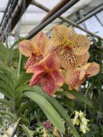 A tour inside Lancaster's orchid-filled greenhouses; learn how to grow your own [video, photos]