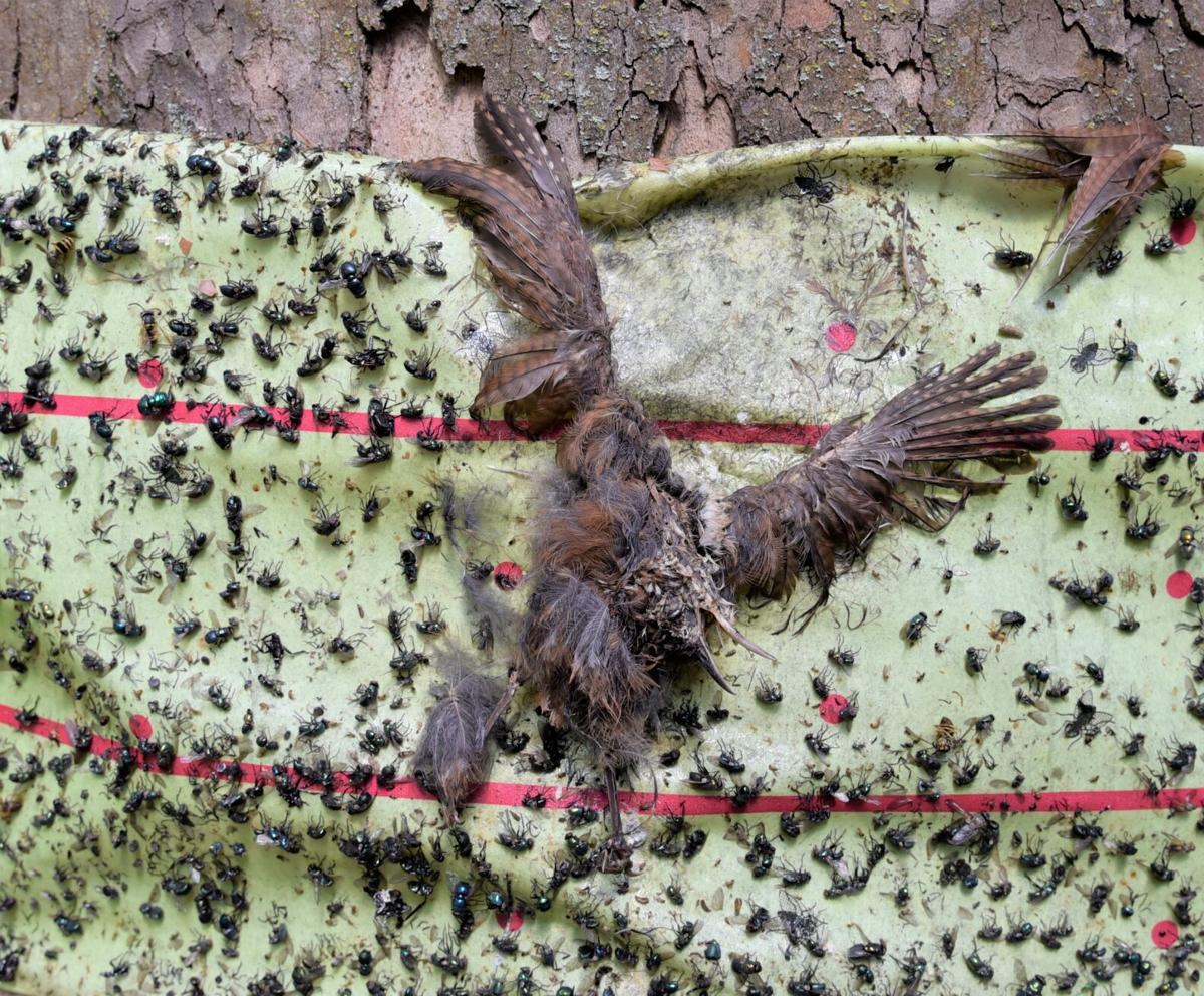 Popular sticky tape to trap spotted lanternflies is slaughtering