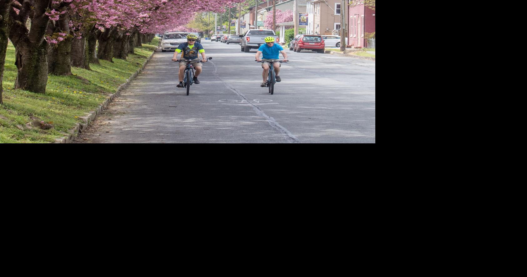 Marietta cherry blossoms