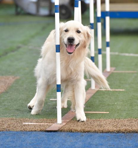 Rocky Creek Dog Agility 21.jpg