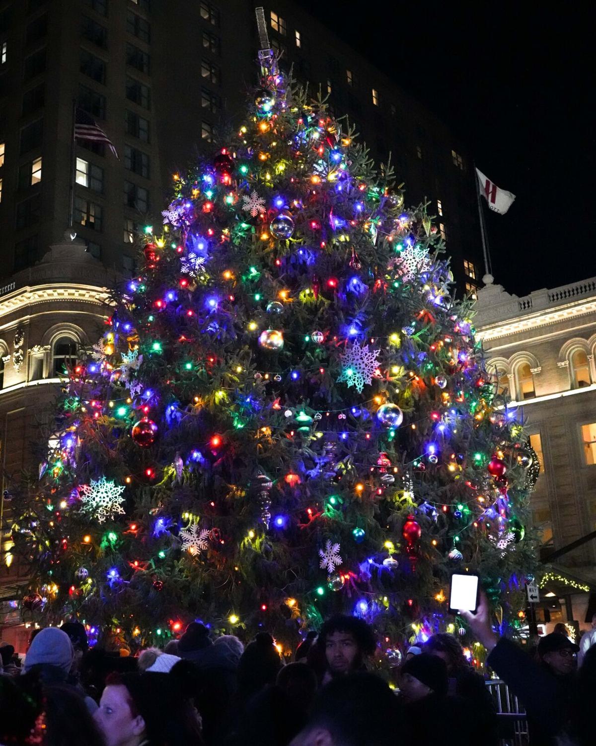 Wanted a tall evergreen for Lancaster's 2024 Christmas tree Home