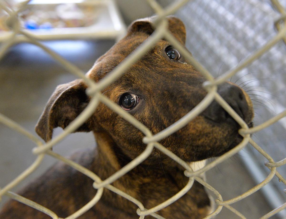 Lancaster animal shelter helps ‘flood victims’ Local News