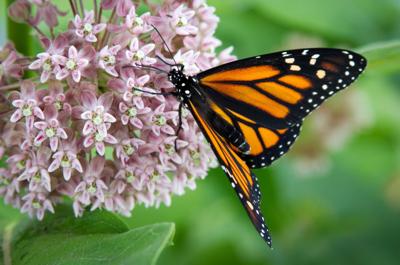 Plant a beautiful and beneficial pollinator garden | Springhomes ...