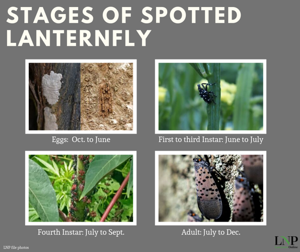 stages of spotted lanternfly infographic