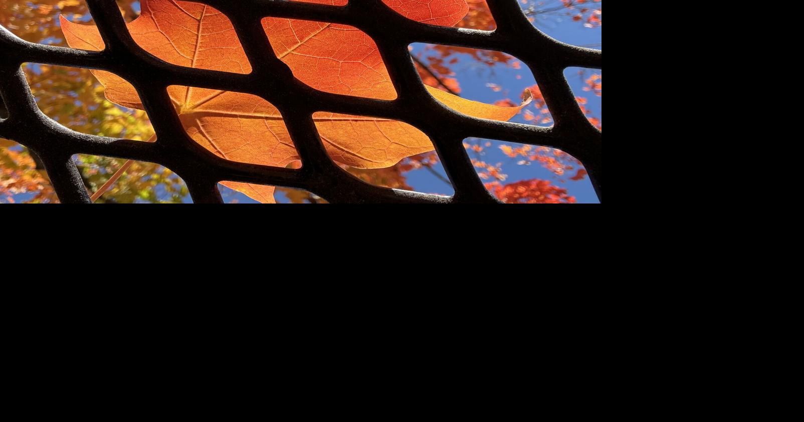 Looking up at autumn Through The Viewfinder