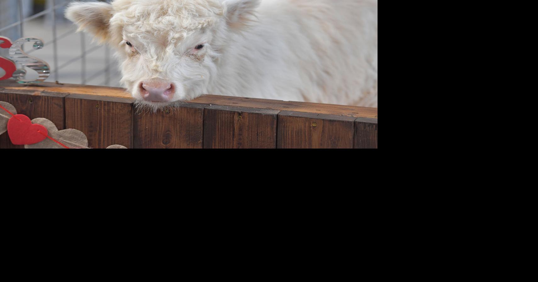 5 events in, near Lancaster County this week, from PA Farm Show to a music expo