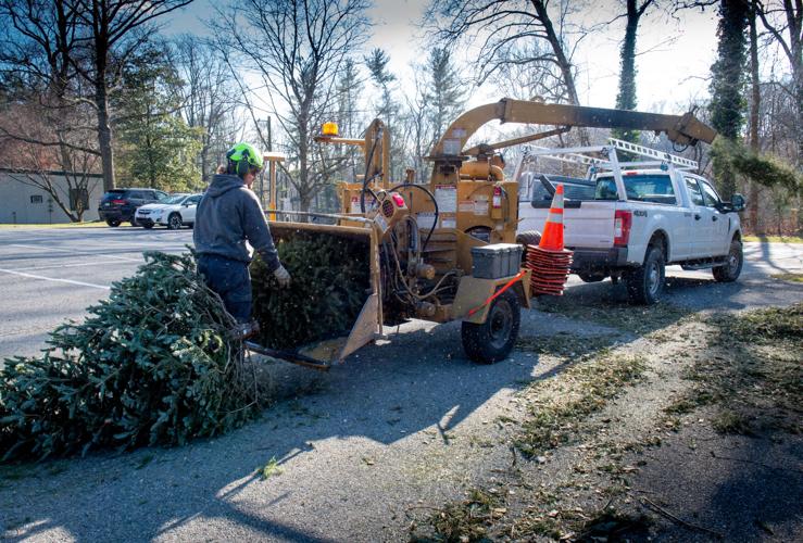 Christmas trees turned into mulch [photos] Local News