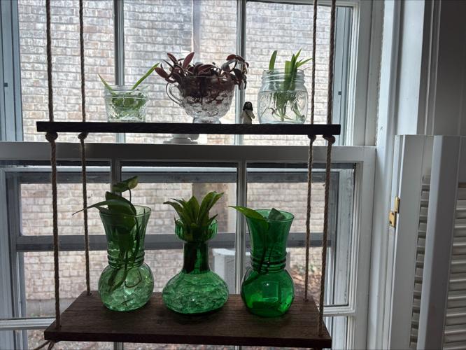 If you want to propagate houseplants, start with the easy ones: spider  plants and pothos [column] | Home & Garden | lancasteronline.com