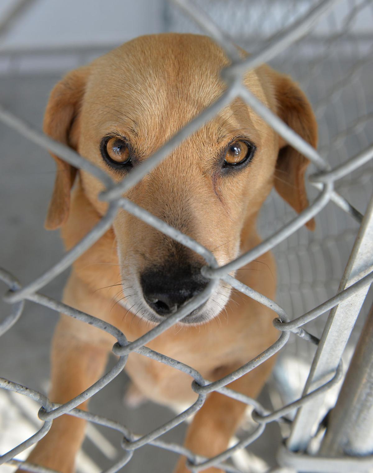 Lancaster animal shelter helps ‘flood victims’ Local News