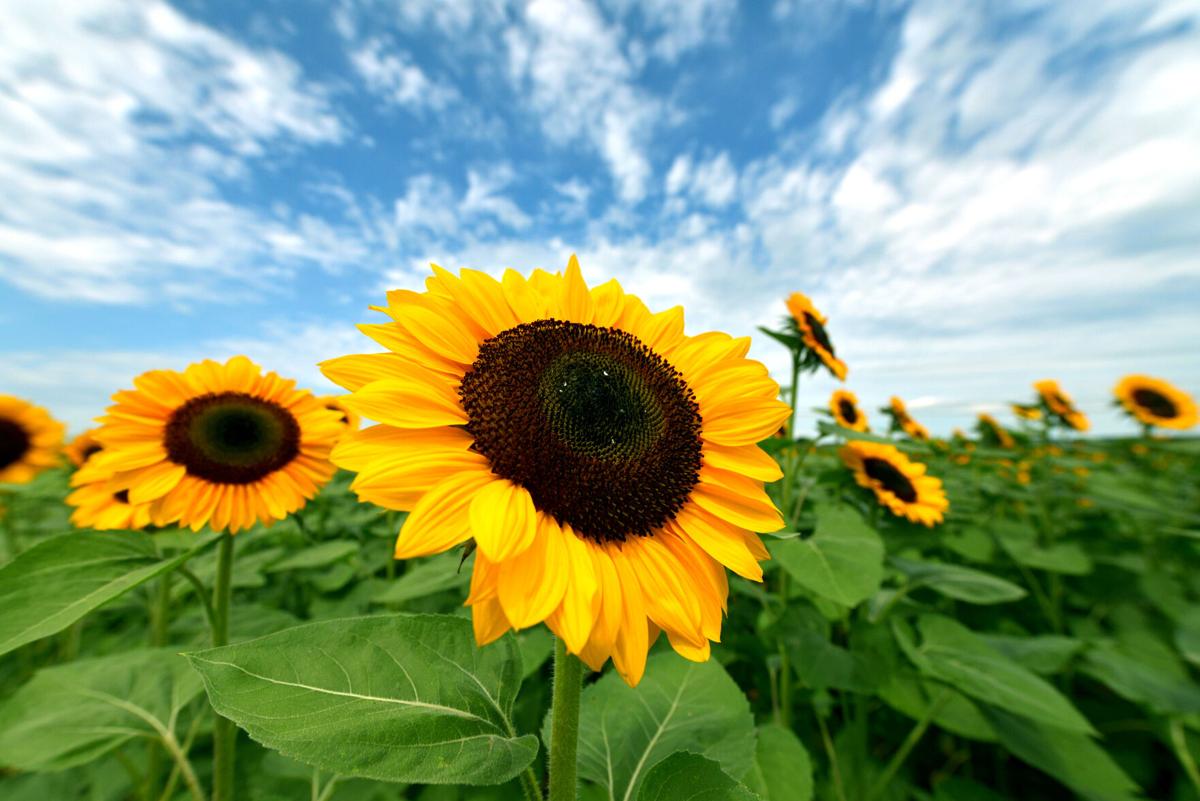 Where To Find Sunflower Fields In Lancaster County For Photos Yoga A Concert And More Food Living Lancasteronline Com