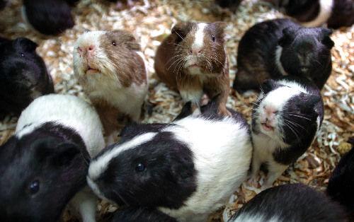 Vets Guinea Pigs Too Crowded News Lancasteronline Com