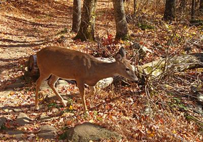 The season for applying for doe tags has begun | Outdoors