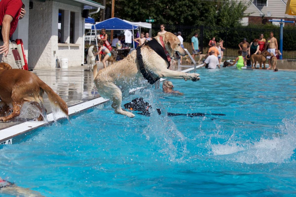 Dog Days Of Summer Celebrations Baseball Dog Days Of Summer Celebrations Baseball