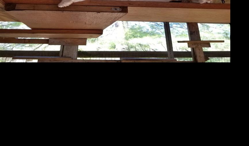 26 cats, rescued from a Lancaster home after owner falls ill, will soon