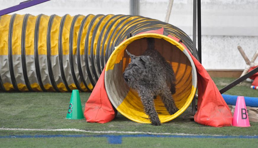 Rocky Creek Dog Agility 22.jpg