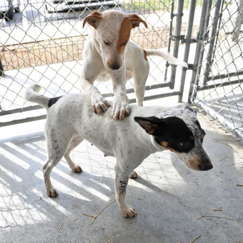 Lancaster animal shelter helps ‘flood victims’ Local News