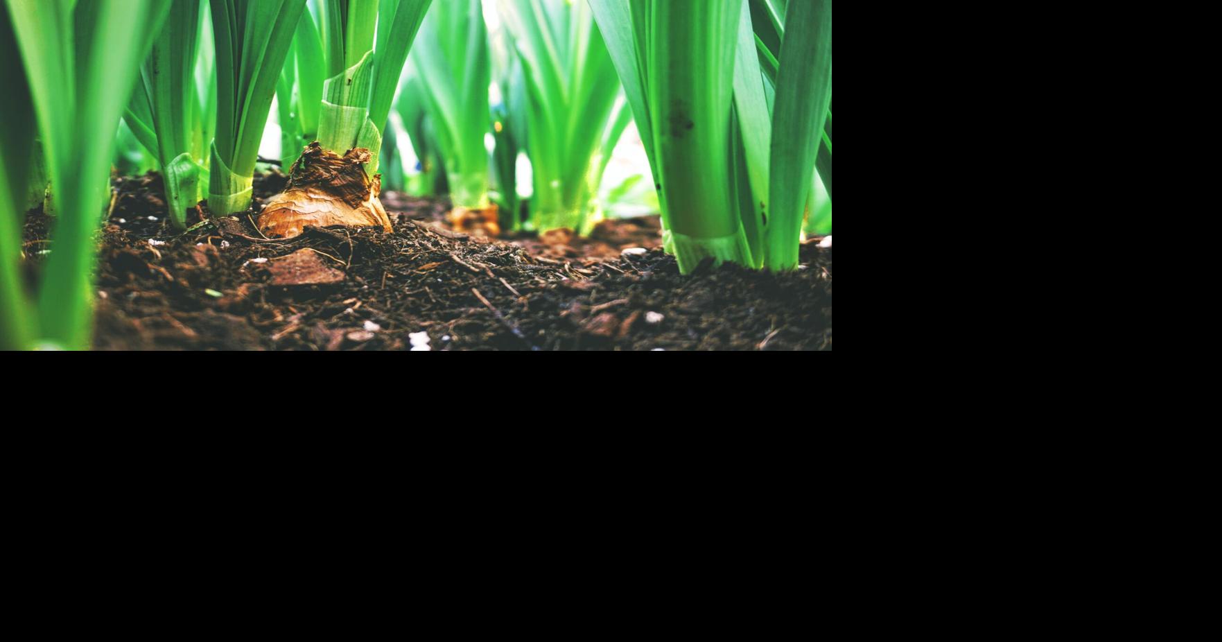 What is a true bulb? 4 bulbs to plant for flowers and food, including