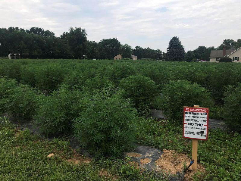 What Does Hemp Arrest Mean For Farmers Crop Lives In Gray Zone Of Legality But Pennsylvania Growers Likely In Clear Local News Lancasteronline Com