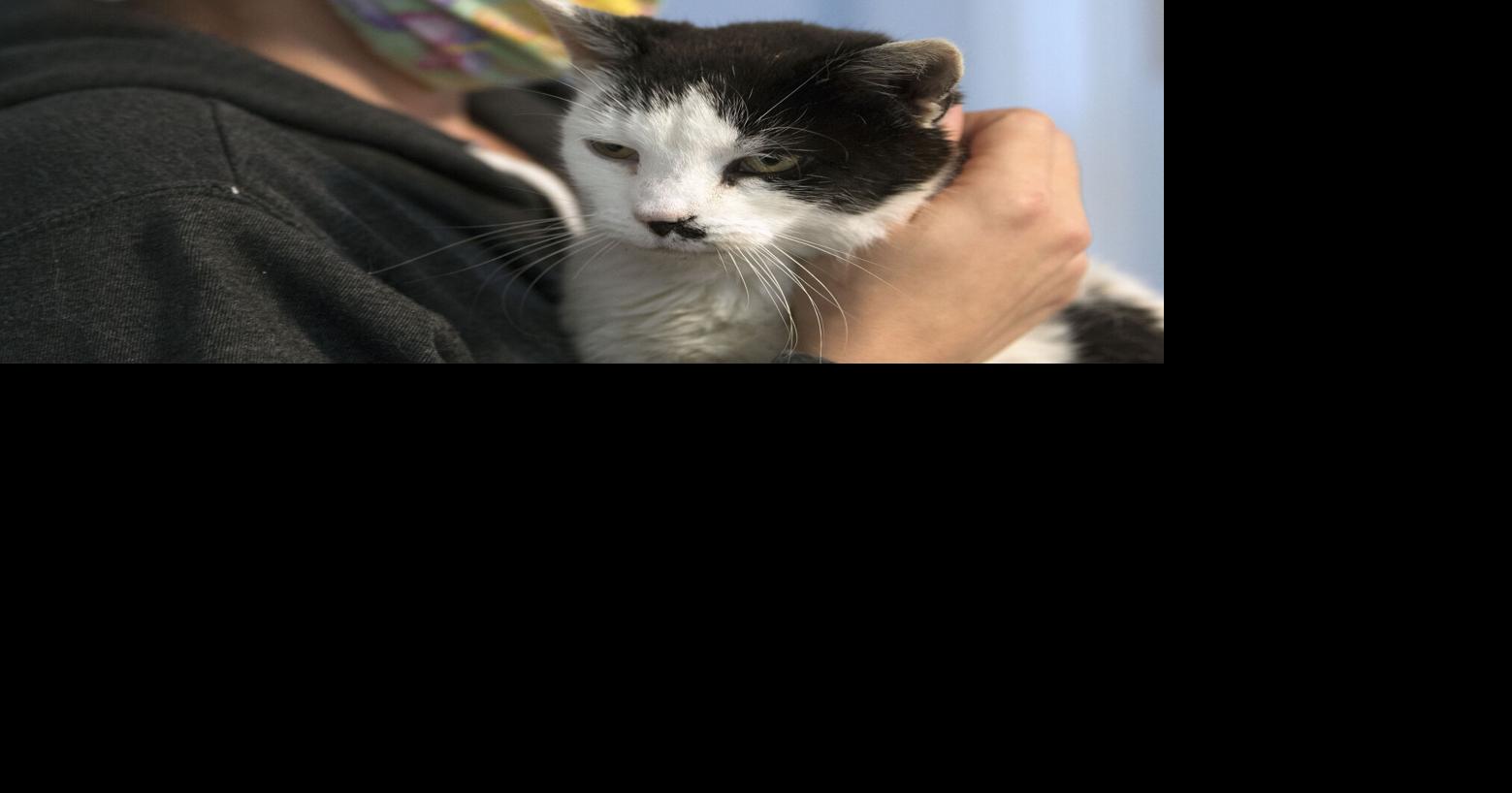 'I thought she'd be gone forever': 2 years after cat went missing ...