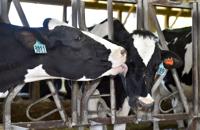 What did Lancaster County farmers learn from COVID-19 setbacks? Here’s what they had to say