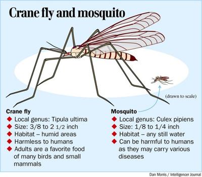 Giant flies fan fears, but theyre not mosquitoes