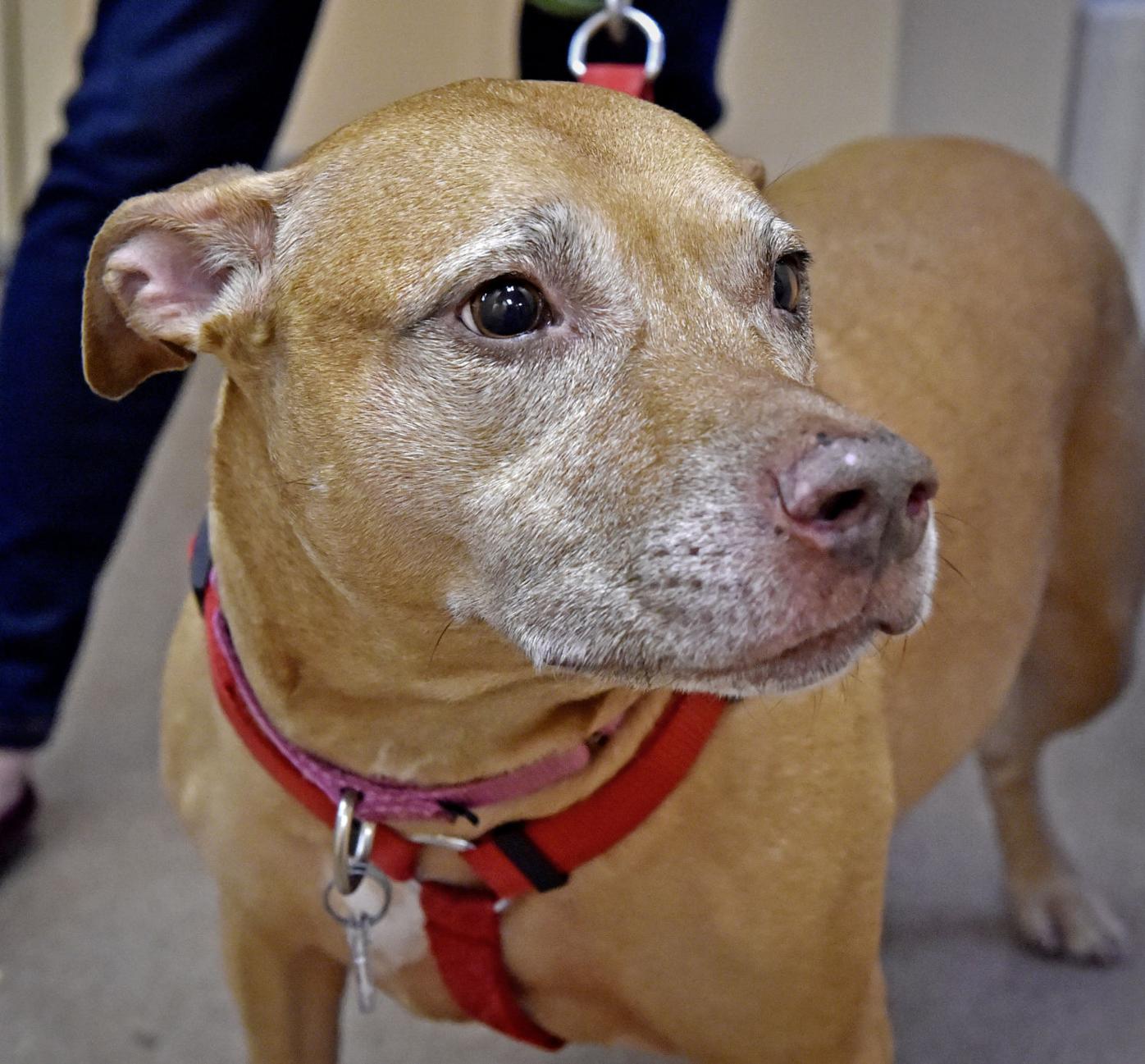 old energetic pit bull mix