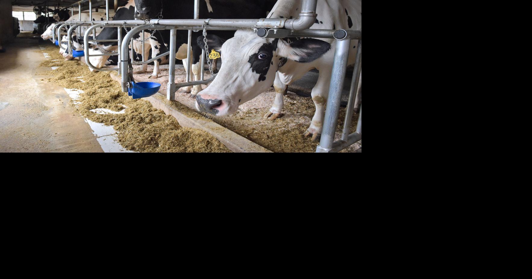 New law means kids now may get whole milk at school, but details are opaque [editorial]