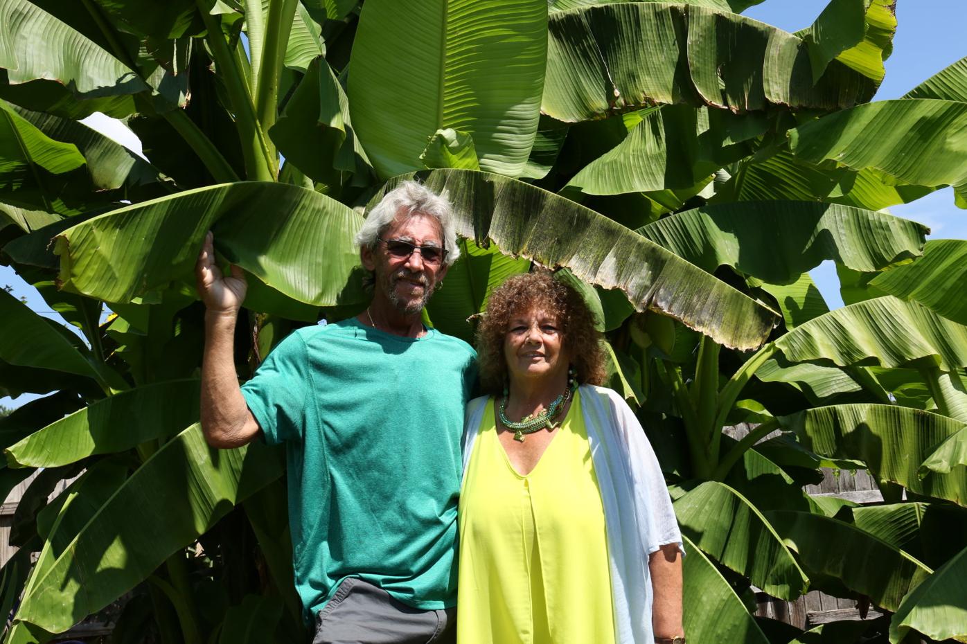 How A Wrightsville Couple Managed To Grow Bananas On The Banks Of The Susquehanna Video Home Garden Lancasteronline Com