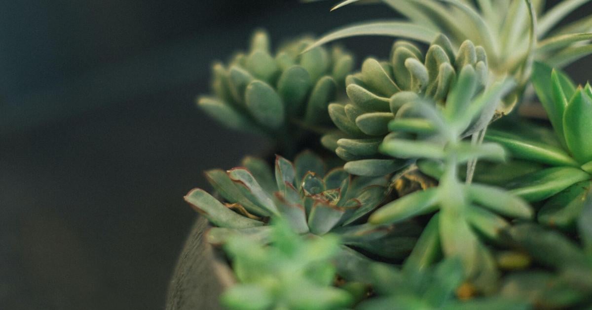 Make a dried flower crystal, learn beginner beekeeping: 41 plant and garden activities to try in January | Home & Garden Make a dried flower crystal, learn beginner beekeeping: 41 plant and garden activities to try in January | Home & Garden