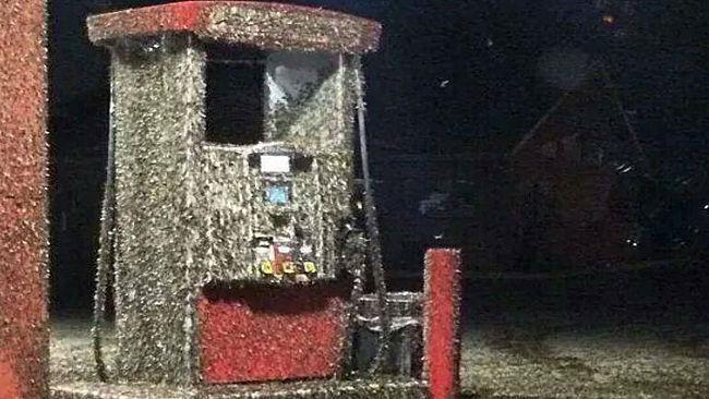 You think Columbia's mayfly invasion is bad? Check out these photos from across the US | Local ...