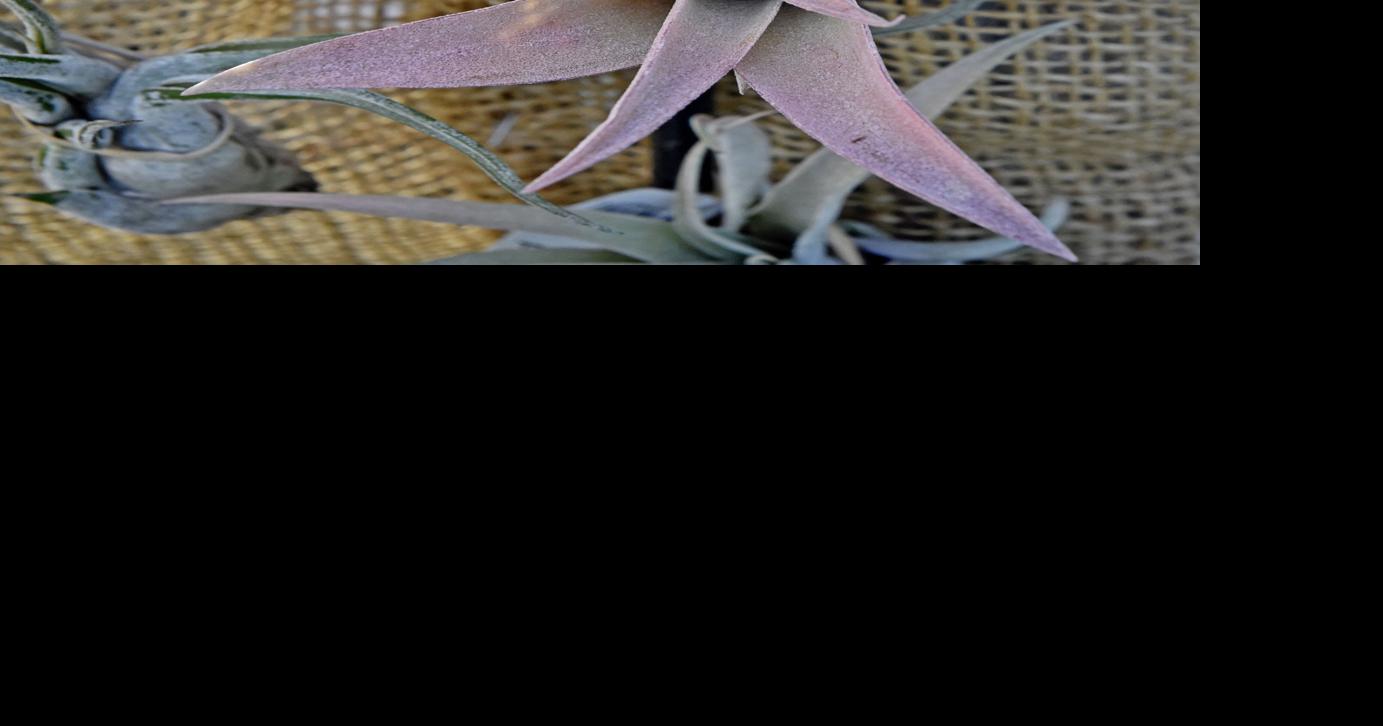 How to keep your air plant alive Home & Garden