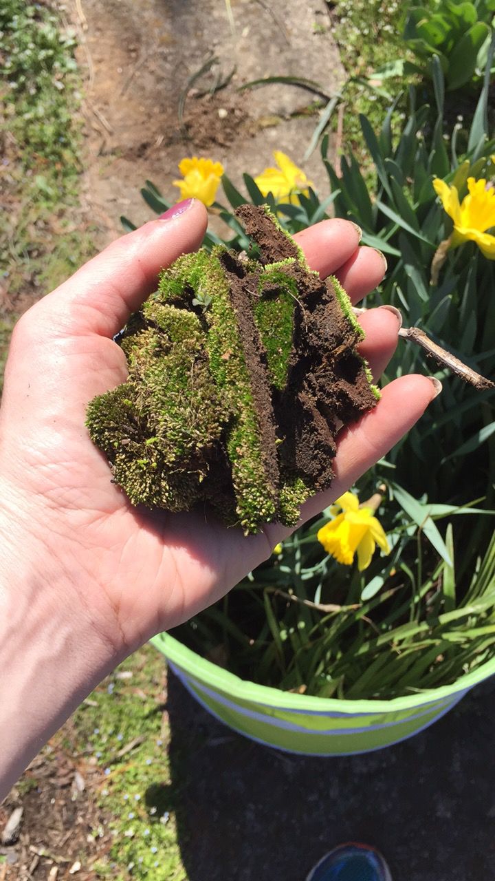 How to move a garden without killing your plants Life