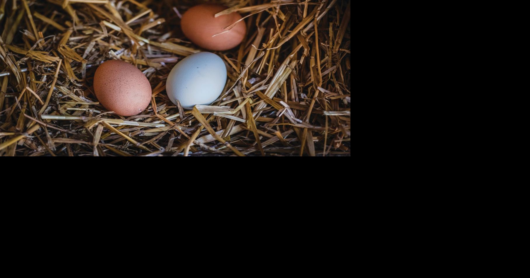 Why spring eggs are eggs-tra special [recipe] | Life & Culture ...