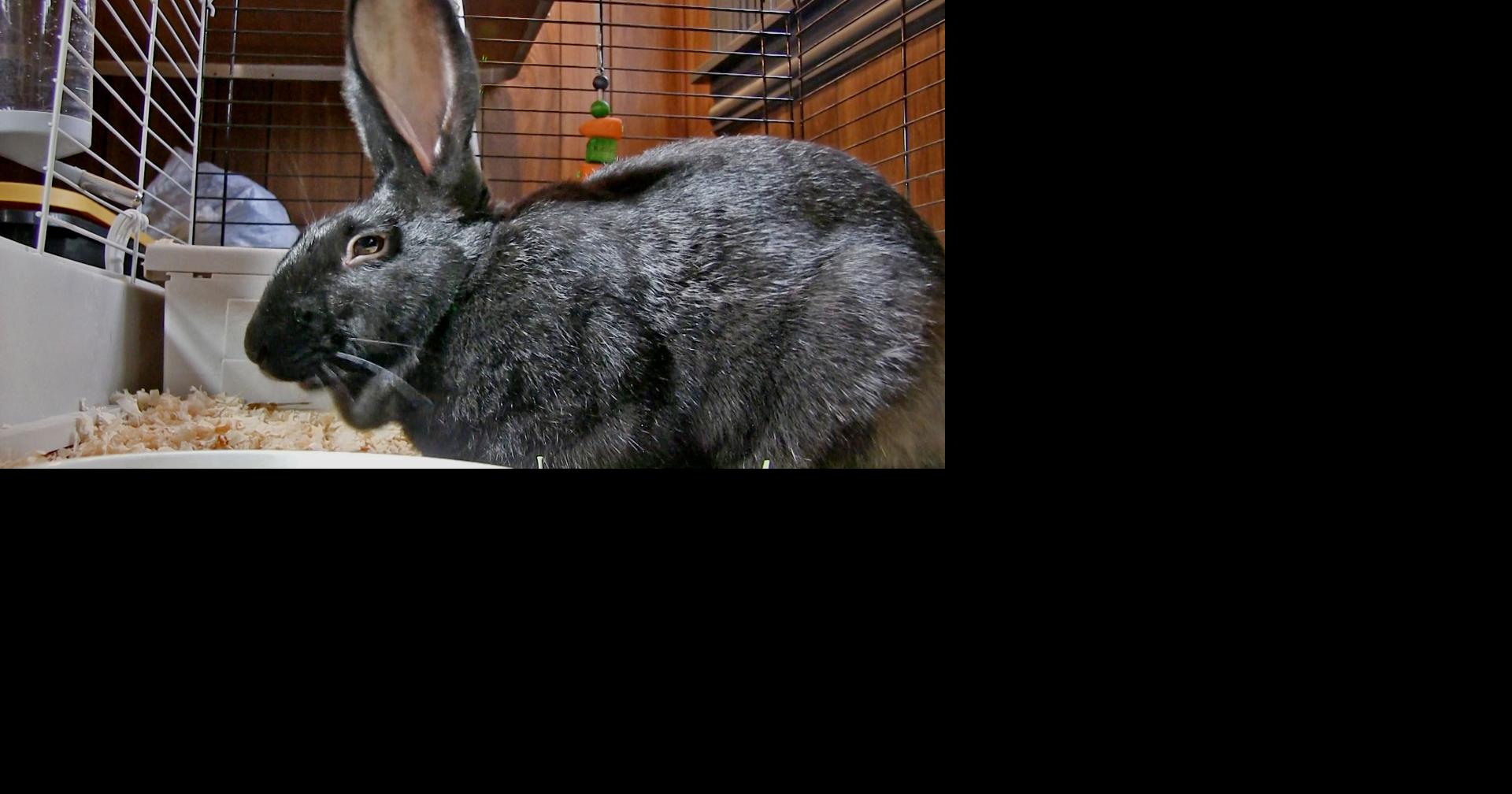Pet of the week Babs is a friendly female rabbit Together