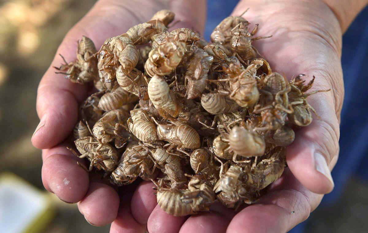 Cicada Shell Collection 1.jpg