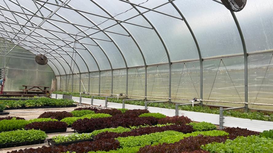 Inside hydroponics: the growing style that holds water [podcast] | News ...
