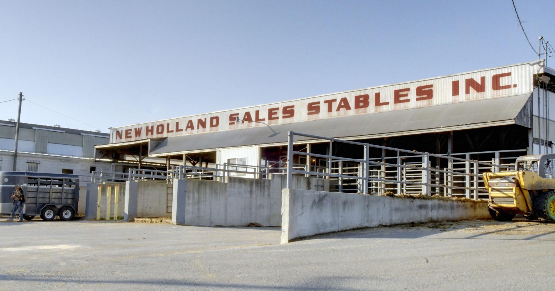 6 youths released 52 bulls onto the streets of New Holland: police - Vimarsana News