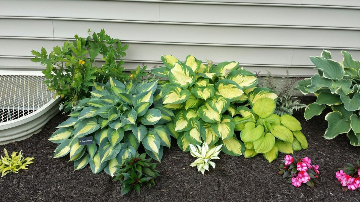 How to move a garden without killing your plants Life