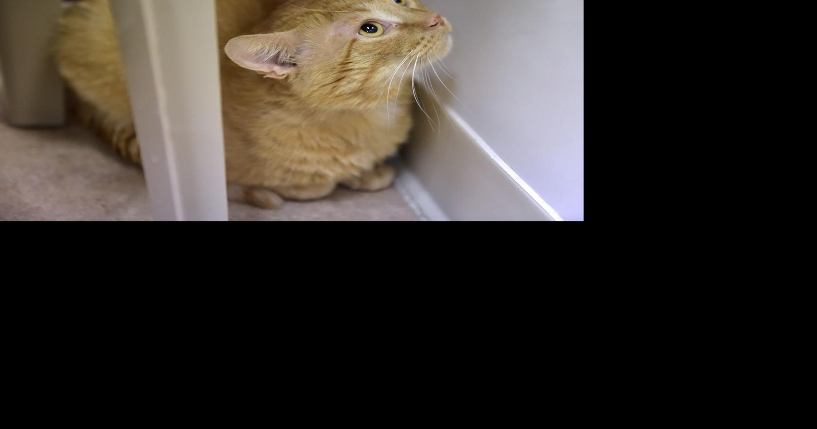 Pet of the week Adopt Skippy, a 2yearold orange male cat Local
