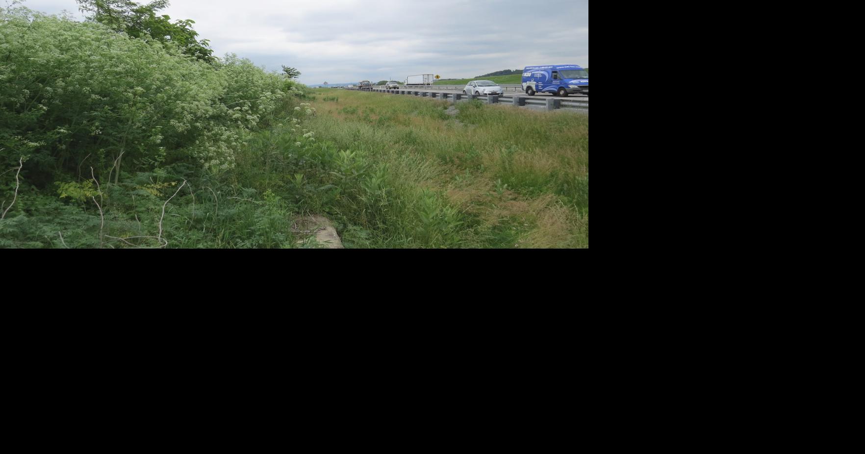 Poison hemlock exploding across Lancaster County | Local News ...
