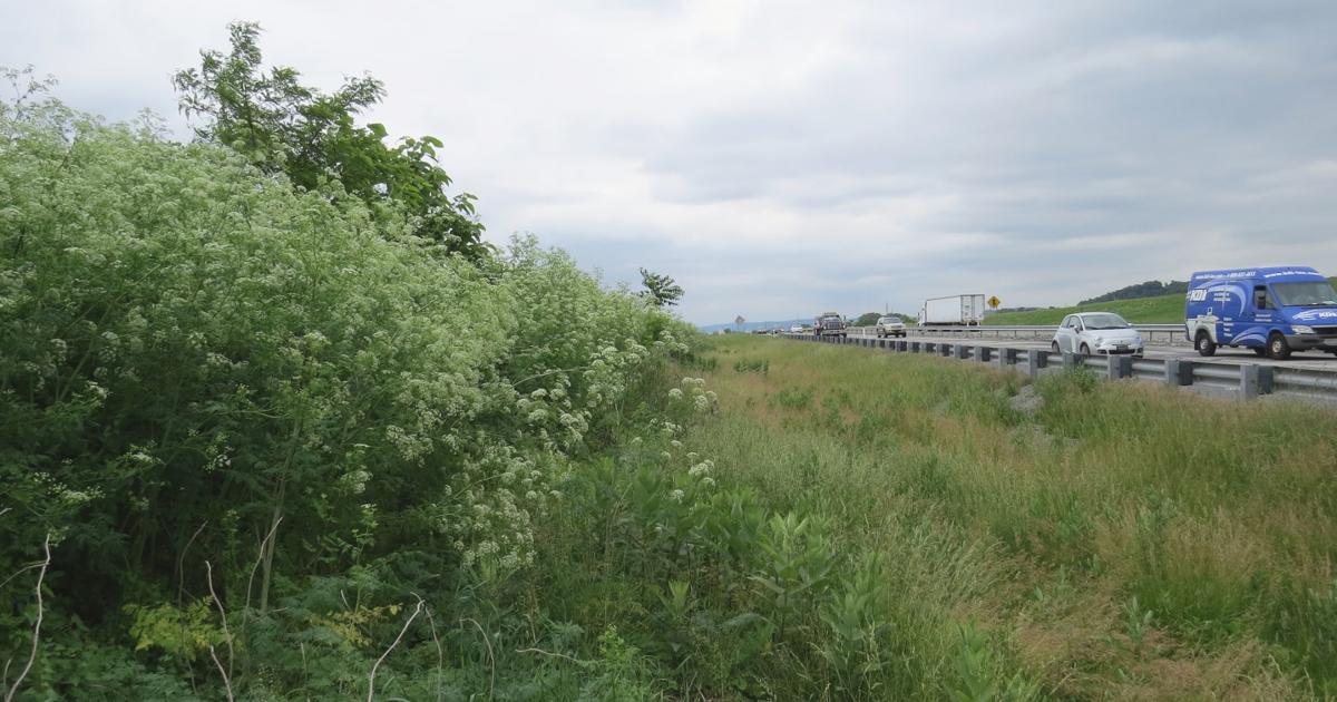 Lancaster Exploding Poison hemlock exploding across Lancaster County | Local News ...