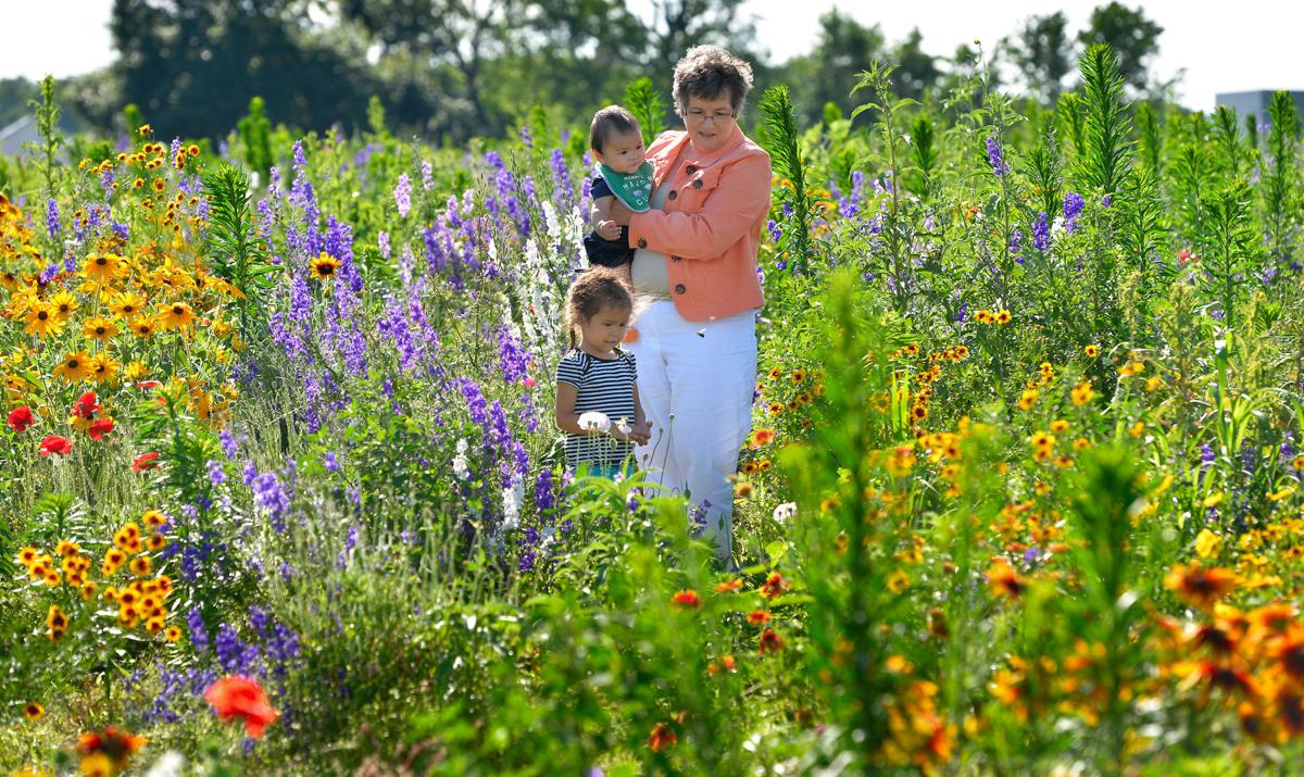 'Picking: no, Pictures: yes' at this serene pop-up flower patch near